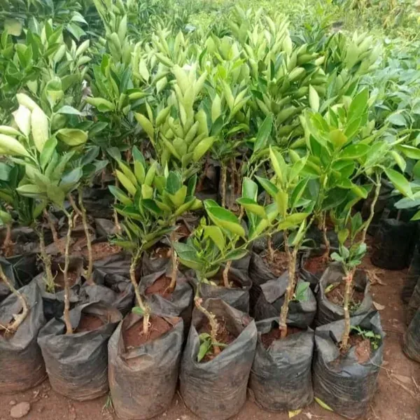 Satsuma_Orange_Grafted_Hybrid_Lemon_Fruit_Plant