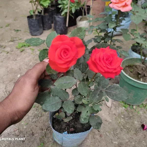 Climbing_Rose_Flower_Plant_Red