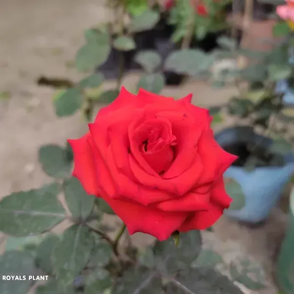 Climbing_Rose_Flower_Plant_Red