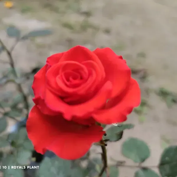 Climbing_Rose_Flower_Plant_Red