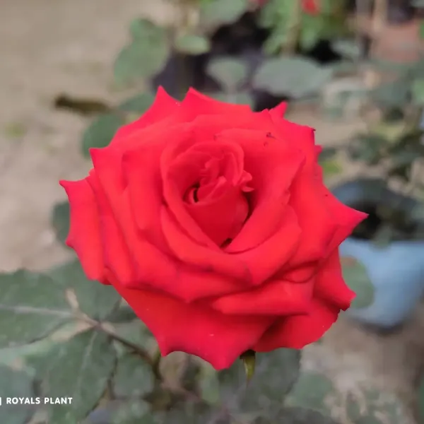Climbing_Rose_Flower_Plant_Red