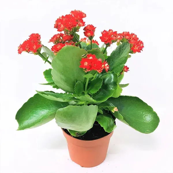 Kalanchoe_Flower_Plant_Red_For_Home_Garden