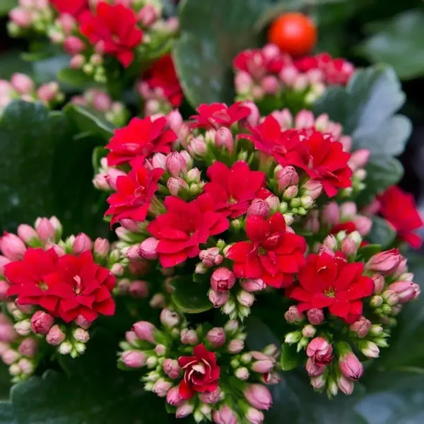 Kalanchoe_Flower_Plant_Red_For_Home_Garden