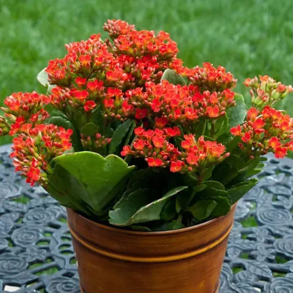 Kalanchoe_Flower_Plant_Red_For_Home_Garden