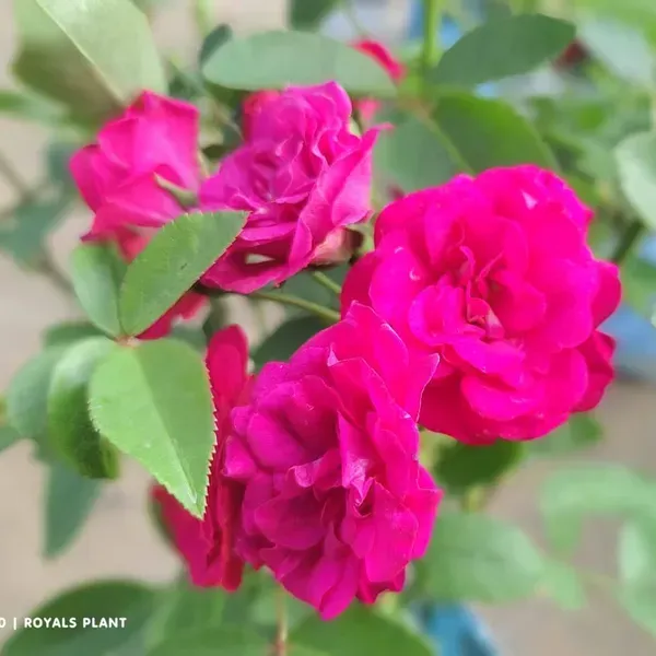 Button_Rose_Flower_Plant_Pink