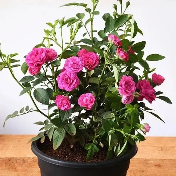Button_Rose_Flower_Plant_Pink