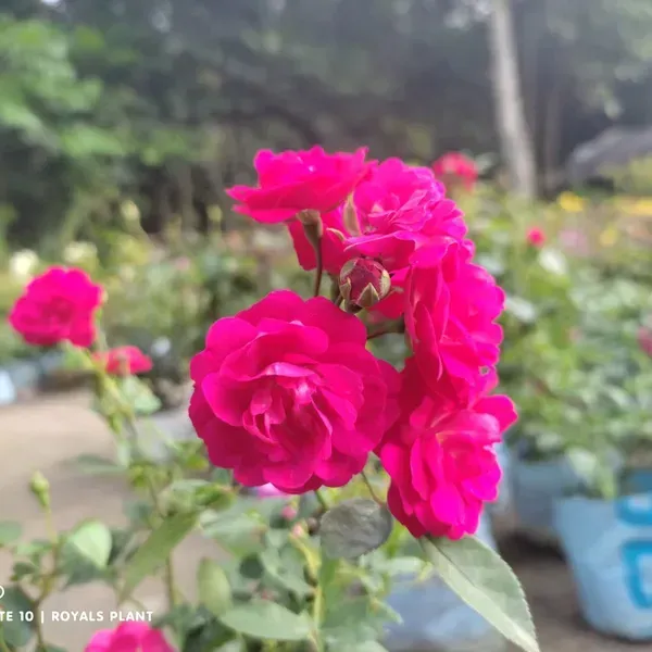 Button_Rose_Flower_Plant_Pink