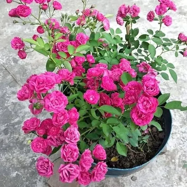 Button_Rose_Flower_Plant_Pink