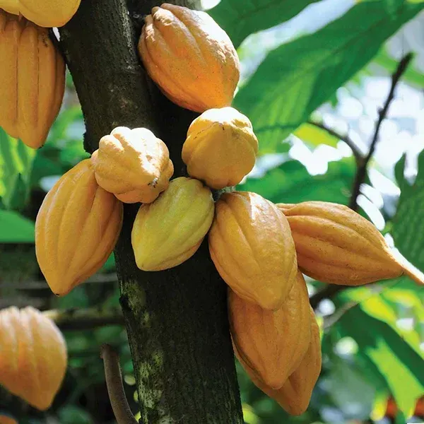 Cocoa_Chocolate_Live_Fruit_Plant_Yellow