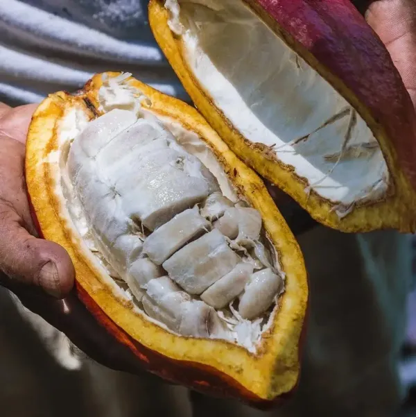 Cocoa_Chocolate_Live_Fruit_Plant_Yellow