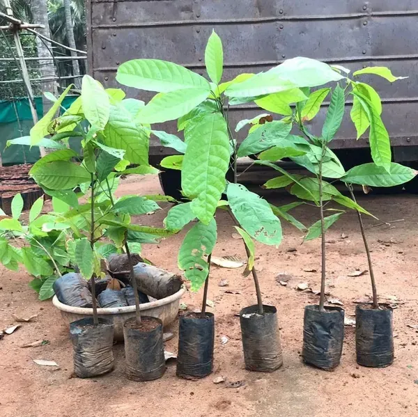 Cocoa_Chocolate_Live_Fruit_Plant_Yellow