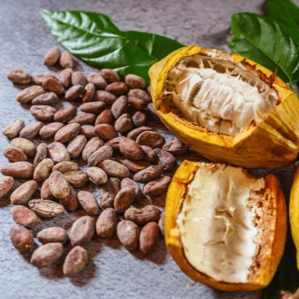 Cocoa_Chocolate_Live_Fruit_Plant_Yellow