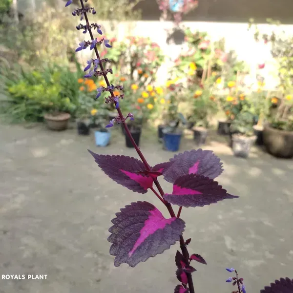 Coleus_Pata_Bahari_Plant_For_Home_Garden