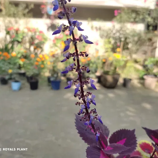 Coleus_Pata_Bahari_Plant_For_Home_Garden