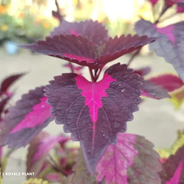 Coleus_Pata_Bahari_Plant_For_Home_Garden