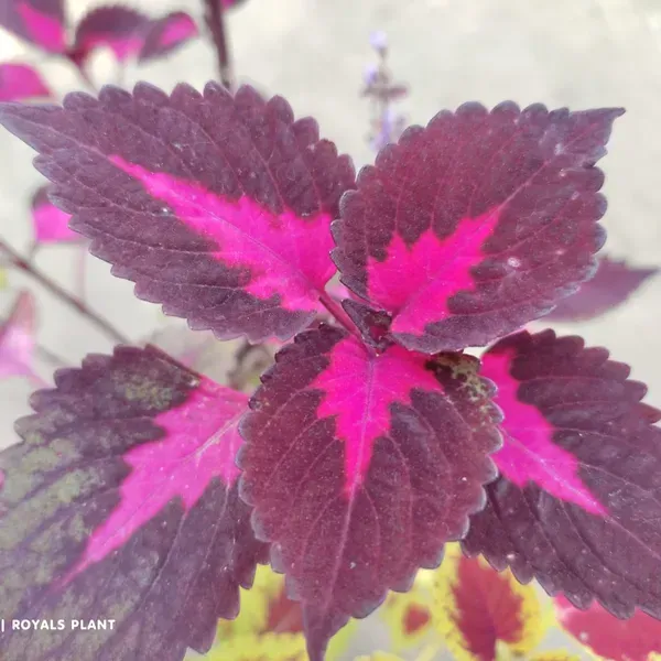 Coleus_Pata_Bahari_Plant_For_Home_Garden