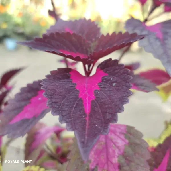 Coleus_Pata_Bahari_Plant_For_Home_Garden