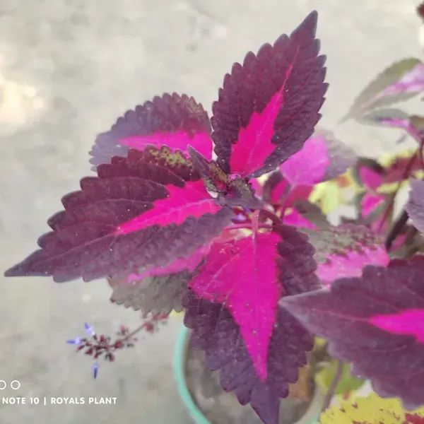 Coleus_Pata_Bahari_Plant_For_Home_Garden
