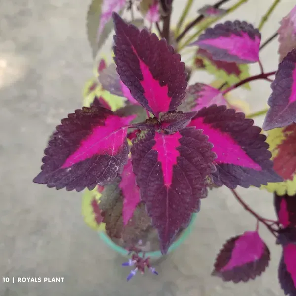 Coleus_Pata_Bahari_Plant_For_Home_Garden