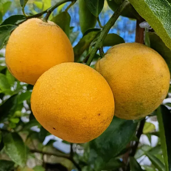 All_Time_Yellow_Malta_Grafted_Hybrid_Fruit_Plant