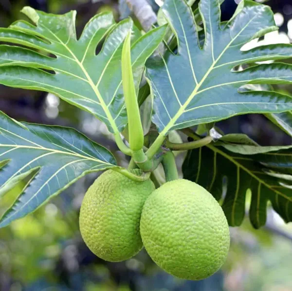 Breadfruit_Plant_For_Home_Garden