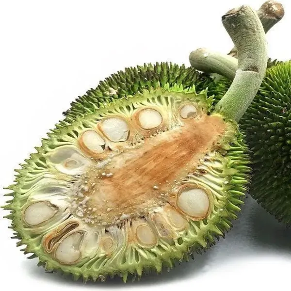 Breadfruit_Plant_For_Home_Garden