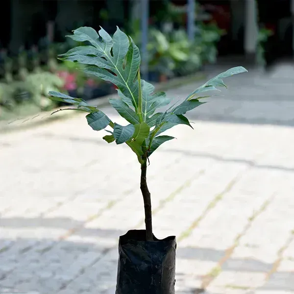 Breadfruit_Plant_For_Home_Garden