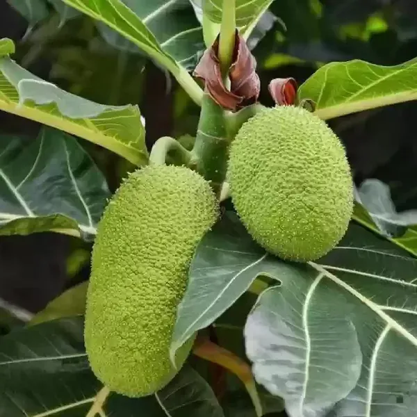 Breadfruit_Plant_For_Home_Garden