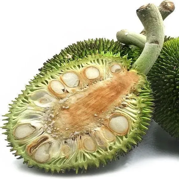 Breadfruit_Plant_For_Home_Garden