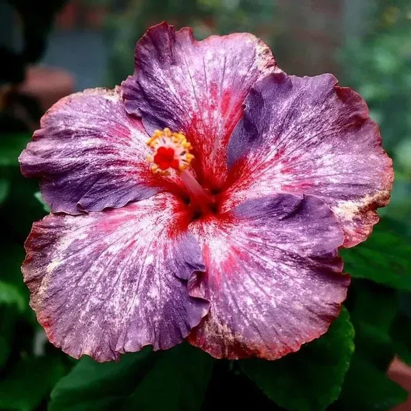 Australian_Variety_Grafted_Hibiscus_Flower_Plant