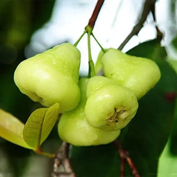 Hybrid_White_Water_Apple_Fruit_Plant