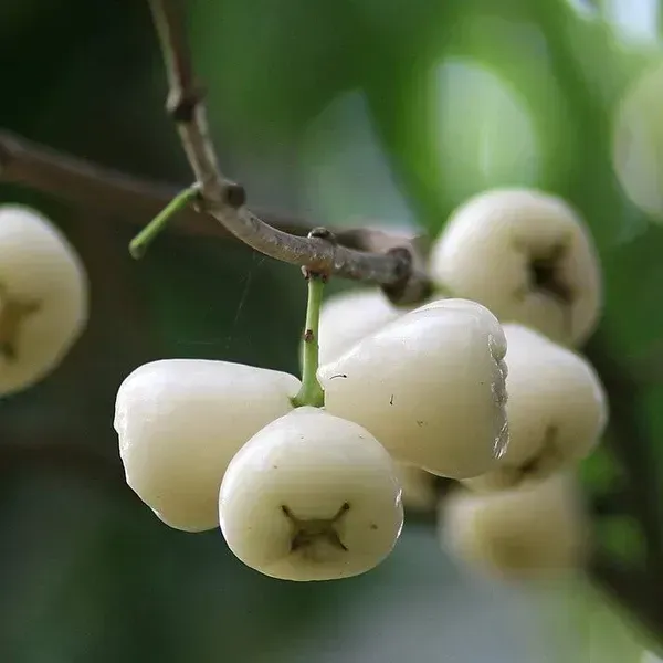 Hybrid_White_Water_Apple_Fruit_Plant