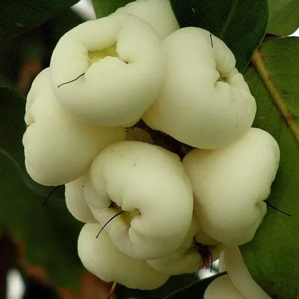 Hybrid_White_Water_Apple_Fruit_Plant