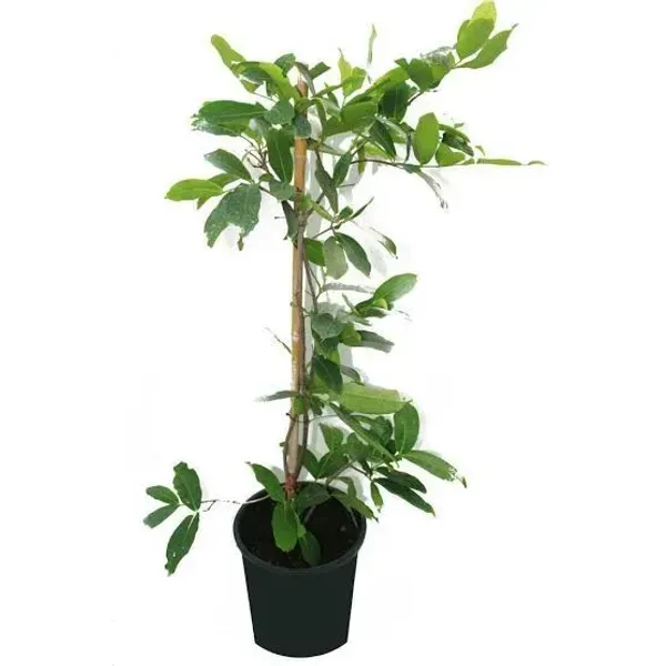 Hybrid_White_Water_Apple_Fruit_Plant
