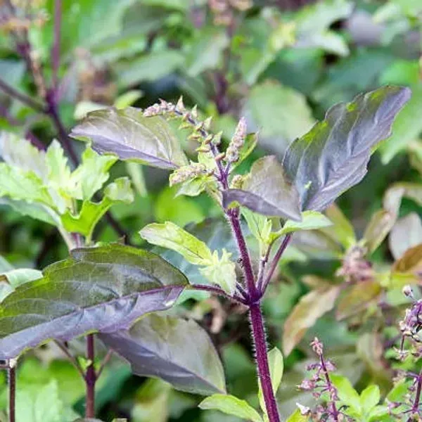 Radha_Tulshi_Plant_For_Home_Garden