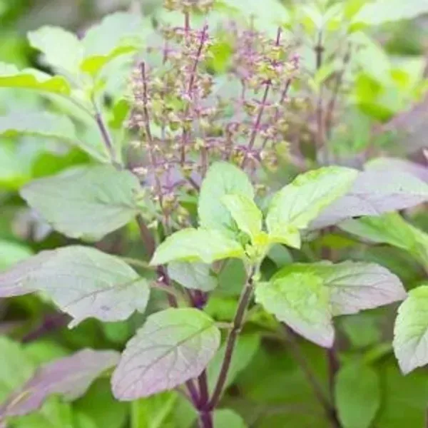 Radha_Tulshi_Plant_For_Home_Garden