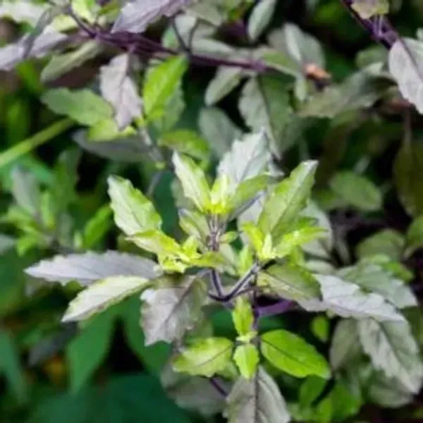 Radha_Tulshi_Plant_For_Home_Garden