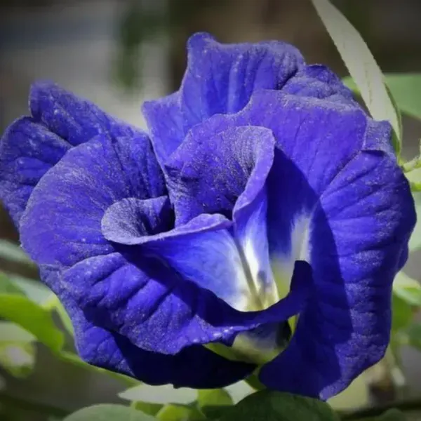 Double_Petal_Aparajita_Flower_Plant_Blue