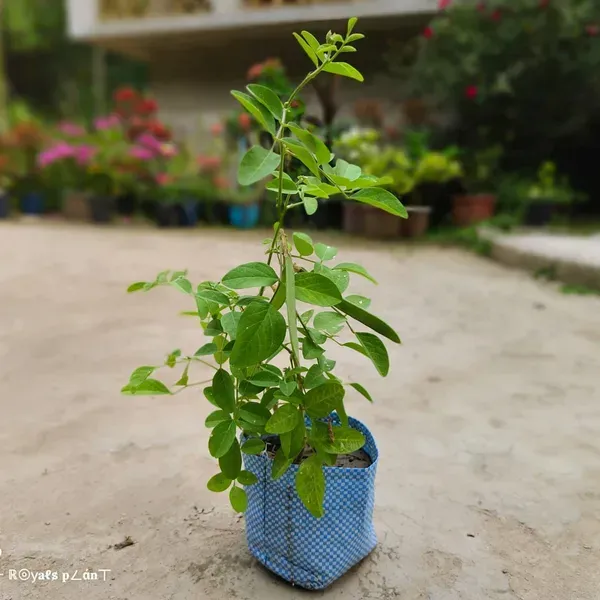 Double_Petal_Aparajita_Flower_Plant_Blue