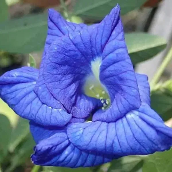 Double_Petal_Aparajita_Flower_Plant_Blue