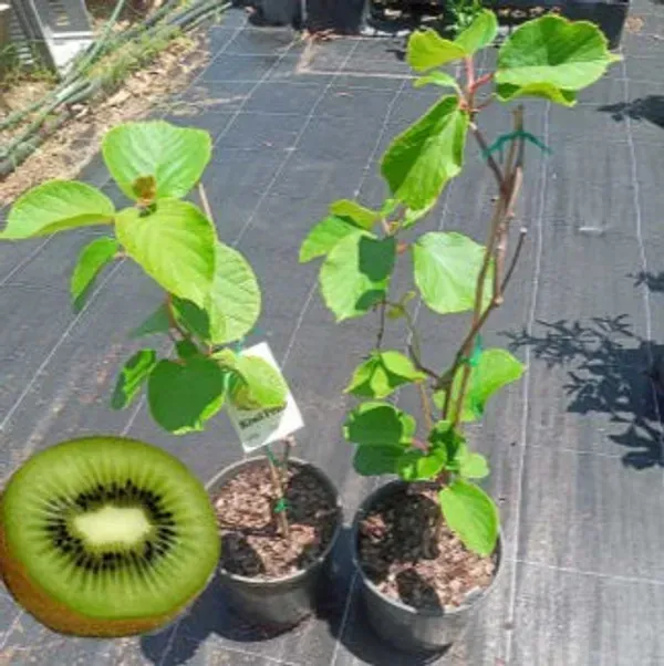 Hayward_Variety_Kiwi_Fruit_Plant