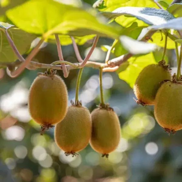 Hayward_Variety_Kiwi_Fruit_Plant