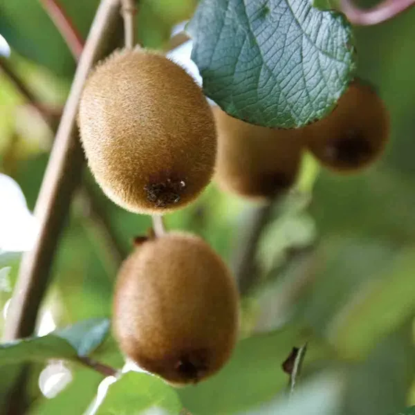 Hayward_Variety_Kiwi_Fruit_Plant