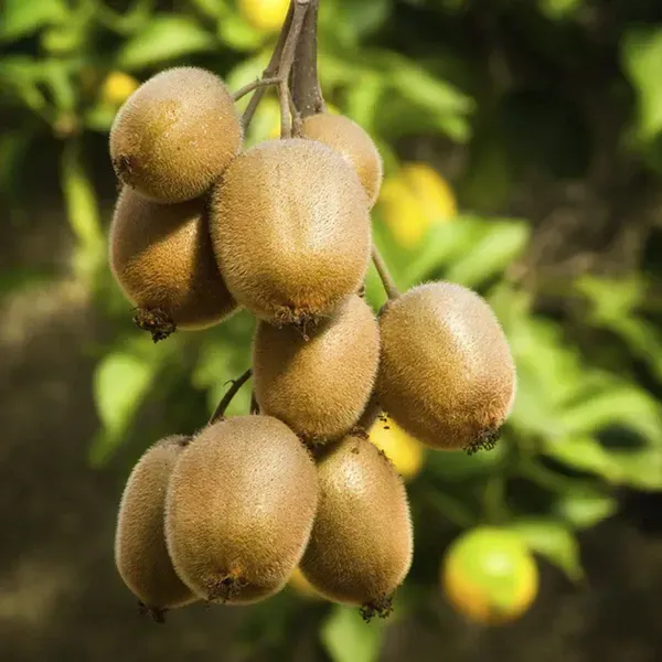 Hayward_Variety_Kiwi_Fruit_Plant