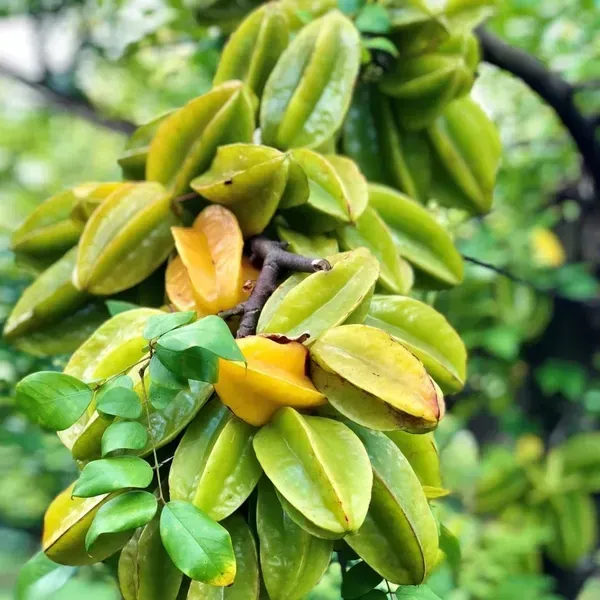 Thai_Variety_Star_Fruit_Plant_For_Home_Garden