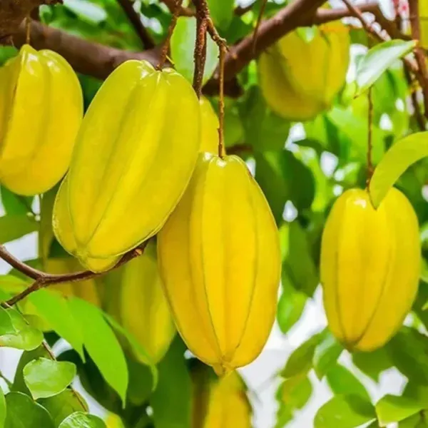 Thai_Variety_Star_Fruit_Plant_For_Home_Garden