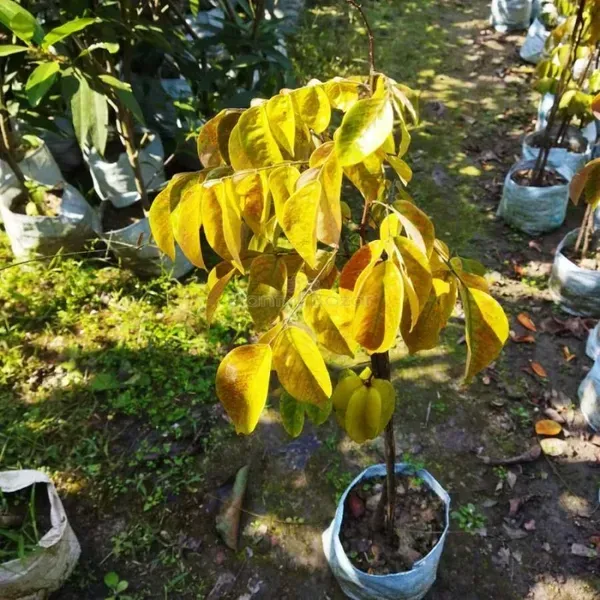 Thai_Variety_Star_Fruit_Plant_For_Home_Garden