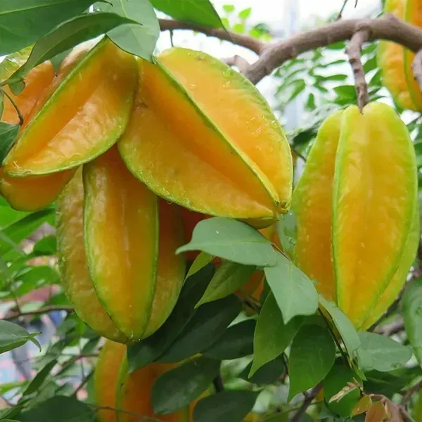 Thai_Variety_Star_Fruit_Plant_For_Home_Garden