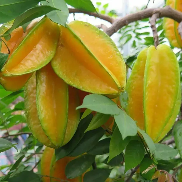 Thai_Variety_Star_Fruit_Plant_For_Home_Garden