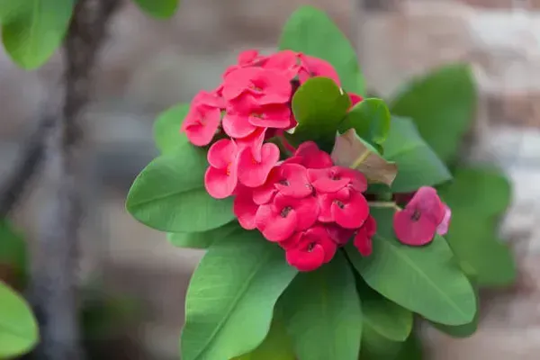 Euphorbia_Mili_Red_For_Home_Garden